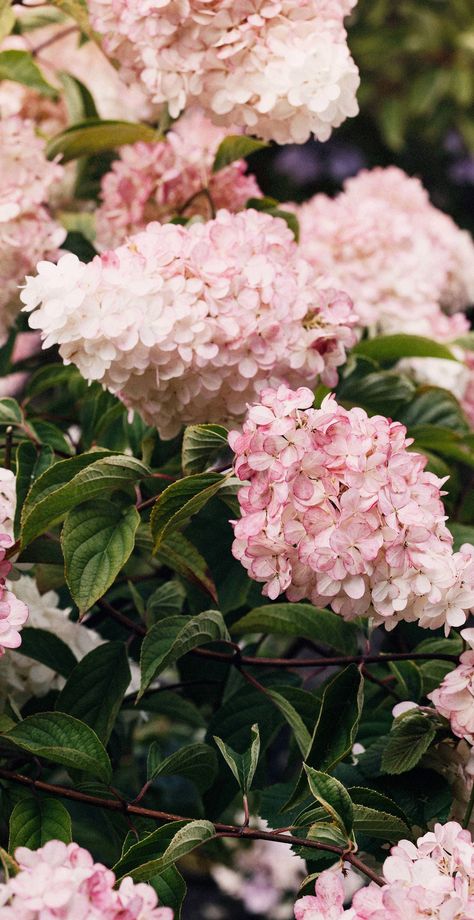 Pink And White Hydrangea, Light Pink Hydrangea, Blush Hydrangea, Pink Hydrangeas, Pink Hydrangea, United Methodist Church, White Hydrangea, Hydrangea Flower, Pink And White