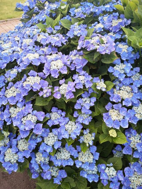 Blue Lace Cap  Hydrangea Seattle Backyard, Lace Hydrangea, Colorful Shrubs, Lace Cap Hydrangea, Flower Hydrangea, Limelight Hydrangea, North Garden, Grey House, Hydrangea Care