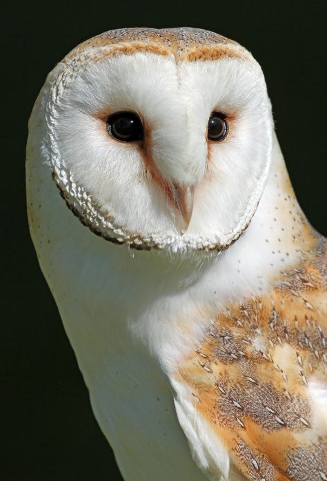 Barn Owl | Taken at Colchester Town & Country Show 2013 | Paul Bugbee | Flickr Hare Images, Birds Drawings, Drawing Birds, Drawing Bird, Barn Owls, Owl Photography, Owl Bag, Bird Tattoos, Bird Quotes