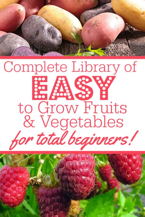 13 Easy To Grow Fruits & Vegetables for Absolute Beginning Gardeners - A Country Girl's Life Best Fruits And Vegetables To Grow, What Should I Grow In My Garden, Easy Foods To Grow, How To Grow Your Own Vegetables, Tomatoe Gardening Ideas, Small Beginner Garden, Garden How To, How To Start A Raised Bed Garden, Easiest Food To Grow