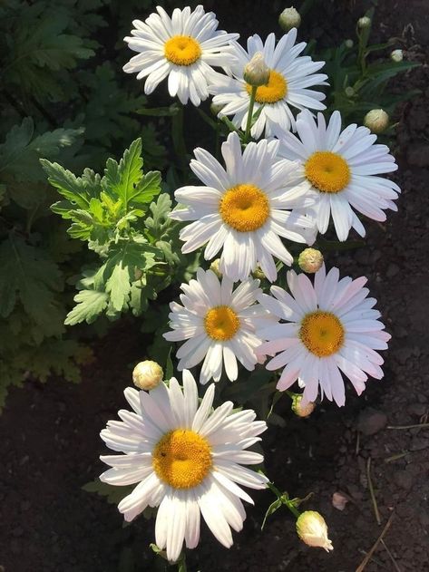 Daisy Flower Aesthetic, Grey And Gold Wallpaper, Sunflower Themed Kitchen, Sunflower Tattoo Sleeve, Flower References, Very Beautiful Flowers, White Chrysanthemum, Bloom Where Youre Planted, Daisy Bouquet