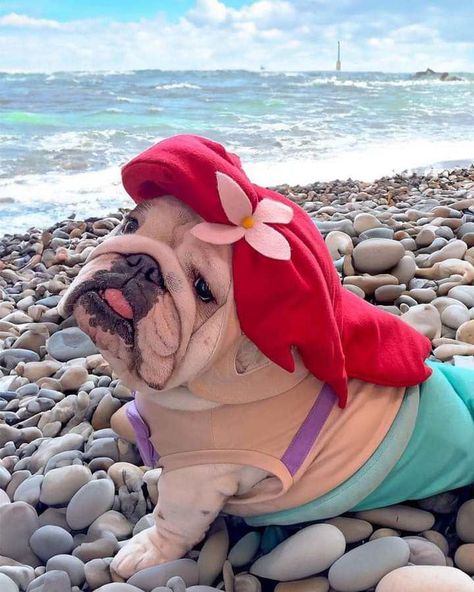 Silly Animal Pictures, Preppy Dog, Cute Bulldog Puppies, Dogs Images, Cute Dogs Images, Very Cute Puppies, Cute Dog Photos, Cute Animals Puppies, Very Cute Dogs