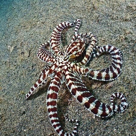 . Mimic Octopus, Beneath The Sea, Salt Water Fish, The Mimic, Aquatic Animals, Amazing Pictures, Marine Biology, Ocean Animals, Sealife