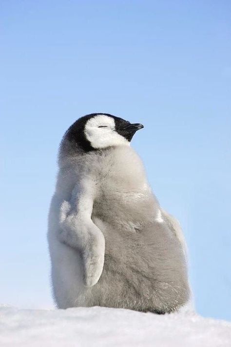 Penguin Art, Emperor Penguin, Baby Penguins, Trik Fotografi, Fluffy Animals, Cute Penguins, Cute Animal Photos, Cute Creatures