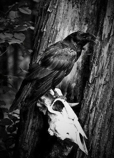 Raven Witch, Crow Photography, Rabe Tattoo, Hawke Dragon Age, Black Bird Tattoo, Raven Bird, Yennefer Of Vengerberg, Vulture Culture, Raven Tattoo