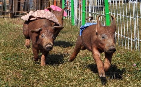 Pig Racing Photos Will Make You Run To Your Nearest County Fair Angry Animals, Running Photos, Run To You, Racing Photos, County Fair, Pigs, Cow, Running, Make It Yourself