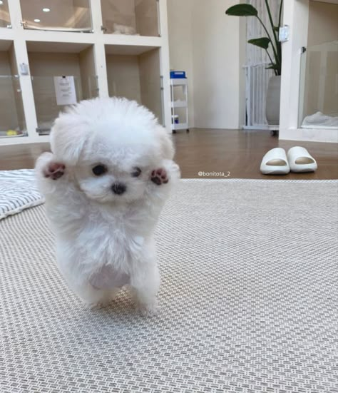 Cute Fluffy Puppies, Cute Dogs Images, Very Cute Puppies, Super Cute Puppies, Fluffy Puppies, Cute Animals Puppies, Very Cute Dogs, Funny Animal Photos, Cute Dog Pictures