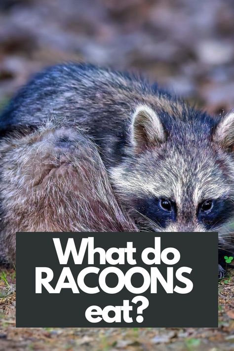 Dive into the world of raccoons' dietary choices and explore their versatile palate. These intelligent omnivores can surprise you with their food preferences.  Learn intriguing details about their foraging habits, including their affinity for raiding trash cans and seeking out water sources.
 Click now to satisfy your curiosity and gain a deeper understanding of these resourceful scavengers. IG Photo by:destasiophoto Domesticated Raccoon, Rocky Raccoon, Water Sources, Racoon, Cozumel, Nature Lover