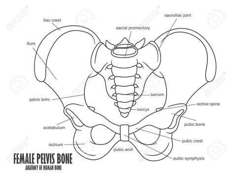 Ilium Bone Anatomy, Female Pelvic Bone, Pelvic Bone Anatomy, Pelvis Drawing, Reproductive Anatomy, Female Reproductive Anatomy, Female Pelvis, Pelvis Anatomy, Joints Anatomy