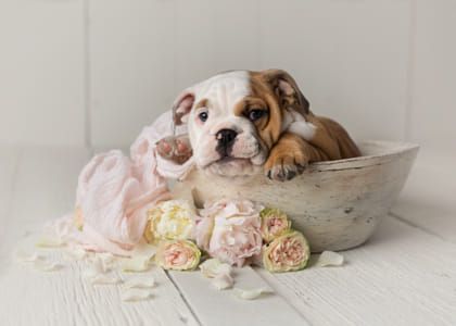 Introducing Me, Animal Photoshoot, Puppy Pose, Puppy Portraits, Puppy Photography, Newborn Puppies, Dog Photoshoot, English Bulldog Puppies, English Bulldog Puppy