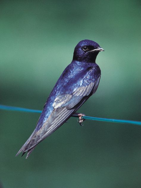 Purple Martin...love these birds Purple Martin Bird, Bird Aesthetic, Martin Bird, Purple Martin, National Wildlife Federation, Bird Watcher, Swallows, Backyard Birds, Exotic Birds