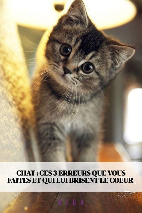 Saviez-vous que vous faites des choses qui font de la peine à votre chat sans vous en rendre compte ? Voici 3 erreurs à ne plus faire.