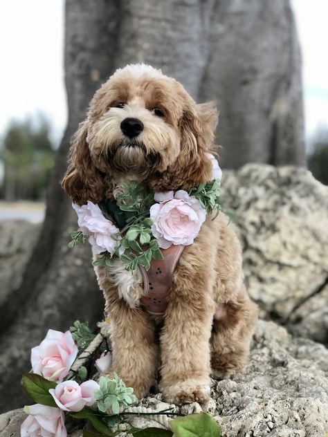 Dog Wedding Flowers Collar, Flower Puppy Wedding, Dog Wedding Flower Crown, Dog As Flower Girl Wedding, Flower Dog Wedding Collar, Dog Wedding Outfits, Pet Care Business, Ring Bearer Dog, Candlelit Wedding