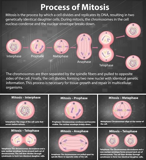 Free vector process of mitosis phases wi... | Free Vector #Freepik #freevector #mitosis #cell-membrane #human-cell #nucleus Mitosis Phases, Mitosis Diagram, Cell Analogy, Cell Nucleus, Human Cell, Biology Notes, Cell Membrane, Biology, Graphic Resources