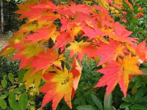 ORANGE Maple Tree Live Plant 4-8 Inch Seedling Korean | Etsy Japanese Red Maple, Japanese Colors, Live Tree, Fast Growing Trees, Fast Growing Plants, Tree Seeds, Maple Tree, Plant Cuttings, Autumn Beauty