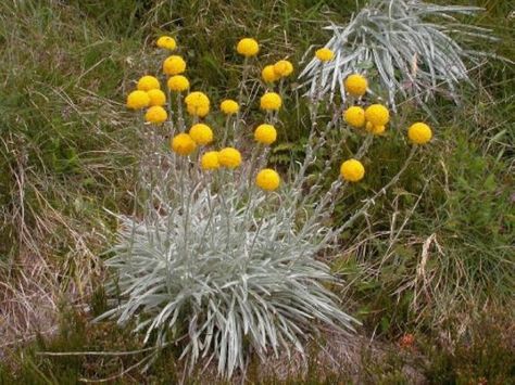 Australian Native Garden, Billy Buttons, Australian Native Flowers, Native Flowers, Australian Plants, Australian Garden, Australian Native Plants, Dry Creek, Native Garden