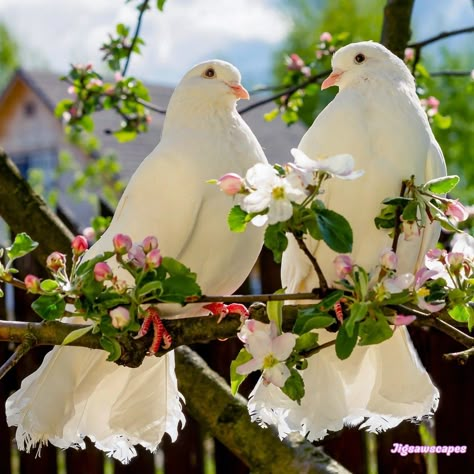 Pretty Place Chapel, Sign Of Peace, Pet Pigeon, White Pigeon, Elephant Photography, Fall Landscape Photography, 10 Interesting Facts, Nature Art Drawings, Beautiful Wallpapers For Iphone