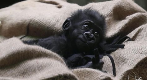 Western Lowland Gorilla, Baby Gorilla, Seven Pounds, Cleveland Metroparks, Baby Monkeys, Baby Gorillas, Surrogate Mother, Premature Baby, Moms Favorite