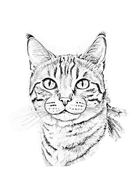 Tabby Cat Sketch, Cat Tattoo Tabby, Grey Tabby Cat Drawing, Cat Pencil Sketch, Tabby Cat Drawing, School Works, Cat Outline, Face Outline, Cats Art Drawing