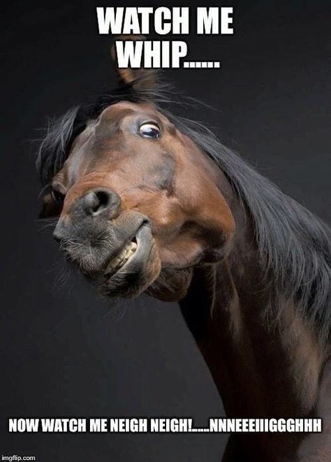 Now watch me whip...now watch me neigh, neigh!!! Horse Puns, Funny Horse Memes, Horse Meme, Horse Quotes Funny, Funny Horse Pictures, Horse Jokes, Horse Riding Quotes, Funny Animals With Captions, Funny Horses