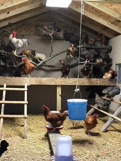 Most badass chicken Join Our Facebook Group Chicken Coop Sand Scoop, Coop Waterer Ideas, Chicken Coops Pallets, Roosting Bar Ideas For Chickens, Small Fences In Garden, Soy Chicken Coop, Chicken Cooling Off, Long Chicken Run, Cheap Coop Ideas