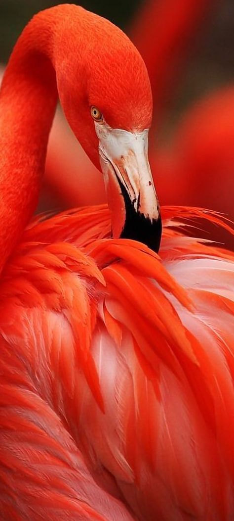 Flamingo Pictures, Red Flamingo, Flamingo Bird, Flamingo Art, Rare Birds, Exotic Birds, Pretty Birds, Jolie Photo, Colorful Birds