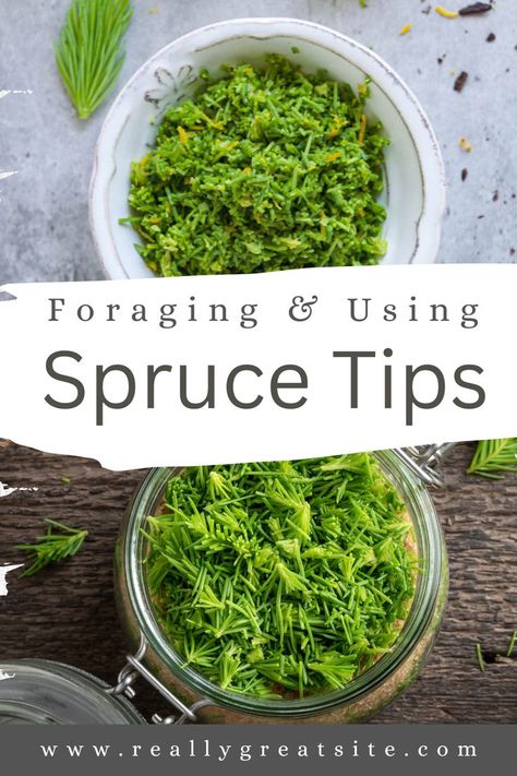 Foraging & Using Spruce Tips Spruce Tip Syrup, Spruce Tips, Foraging Recipes, The Spruce, Connect With Nature, Ingredient Substitutions, Infused Oils, Recipes To Make, Polish Recipes