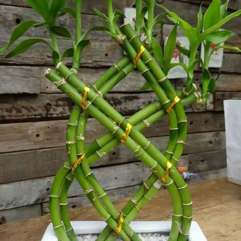 House Plants Ideas 🌿| Indoor Plant Designs 💚🌳🌴✨️ #plants #plantsdecor #plantsofinstagram #indoorplants #homeplants #homedesignsdworld #viralpage #explorepost #explorepage #explore House Plants Ideas, Bamboo Arrangement, Lucky Bamboo Plants, Plants Ideas, Succulent Garden Diy, Lucky Bamboo, Growing Plants Indoors, Garden Crafts Diy, Diy Backyard Landscaping