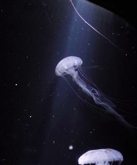 Jellyfish aesthetic, moonlight shadow aesthetic Jellyfish Person, Purple Striped Jellyfish, Marine Life Aesthetic, White Spotted Jellyfish, Jellyfish Core, Spotted Jellyfish, Aesthetic Moonlight, Moonlight Shadow, Jellyfish Blue