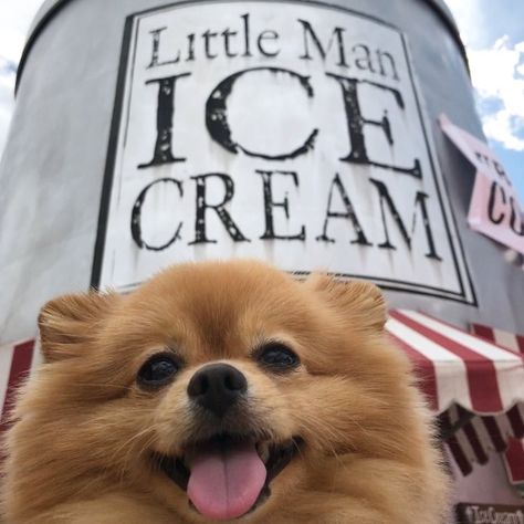 Little Man Ice Cream- Colorado #dog #cute #omg #daily #pomeranian #travel #trending #adorable #Pet #animal #smile# #adventures #theworld #letsgo #love #motivation #fun #beautiful #life #swag #amazing #family #vacation #icecream #summer #colorado #denver #yummy #foodie #thingstodo Animal Smile, Dog Education, Colorado Denver, Dog Cute, Beautiful Life, Cuteness Overload, Products And Services, Family Vacation, Dog Training