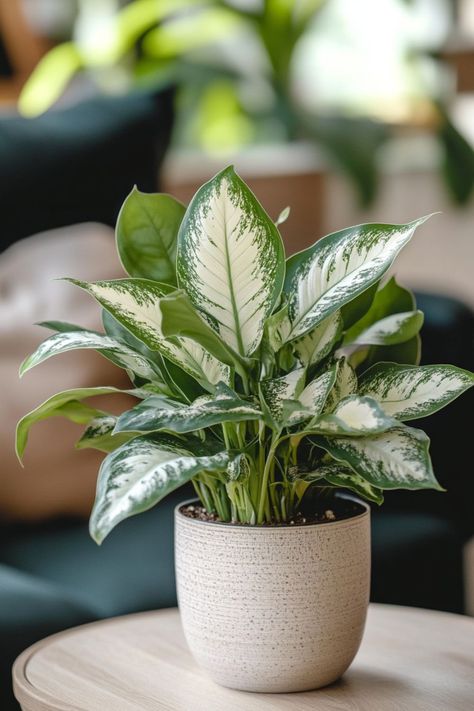 Silver Queen (Aglaonema) is a sophisticated and resilient choice for any indoor space! 🌿🏡 Known for its striking silver and green foliage and low maintenance needs, this plant is a delightful blend of elegance and hardiness. Perfect for adding a touch of refined beauty and lush greenery, Silver Queen is an excellent addition to any room. Indulge in this timeless botanical charm today! 🌱✨ #SilverQueen #Houseplants #IndoorGarden #GreenLiving Natural Makeup Step By Step, Natural Makeup For Dark Skin, Natural Makeup For Brown Skin, Natural Makeup For Beginners, Makeup With Acne, Natural Makeup For Black Women, Houseplant Decor, Houseplants Decor, Plant Vegetables