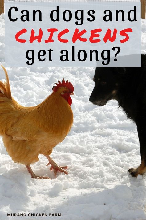 Chicken and dog facing each other in snow Dogs And Chickens, Guard Dog Breeds, Chicken Flock, Chicken For Dogs, Chicken Pictures, Backyard Poultry, Hen Chicken, What Dogs, Backyard Chicken Farming