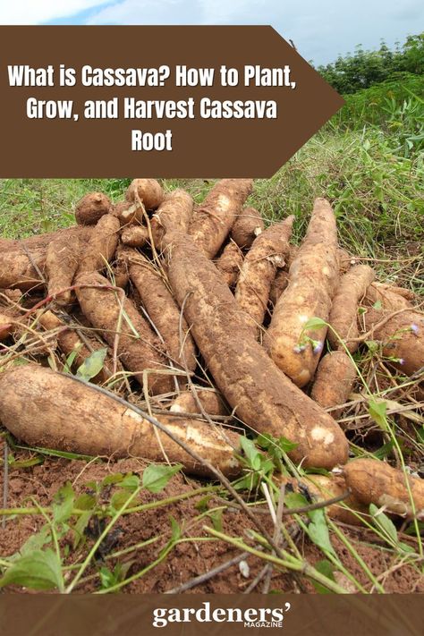 What is Cassava? How to Plant, Grow, and Harvest Cassava Root Fruit Snack Ideas, Cassava Plant, Fruit Planting, Cassava Recipe, Planting Fruit, Fruits And Vegetables Pictures, Desserts Fruit, Recipes Fruit, Vegetable Pictures