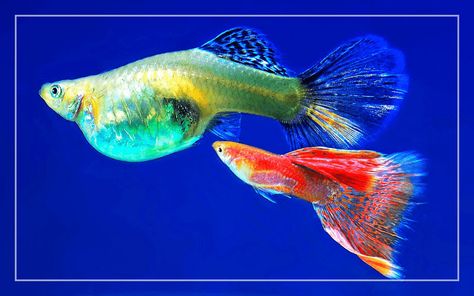 15 Best Guppy Tank Mates - Full List of Animals Compatible with Guppies Guppy Tank, Cory Catfish, Amano Shrimp, Red Cherry Shrimp, Tropical Freshwater Fish, Guppy Fish, Aquarium Setup, Fishing For Beginners, List Of Animals