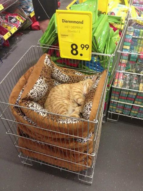 Just a chilling cat giving zero fucks in a local store. - Imgur Weird Places, Lazy Cat, Cat Sleeping, Funny Animal Memes, Weird Animals, Funny Animal Pictures, Crazy Cat Lady, Animal Memes, 귀여운 동물