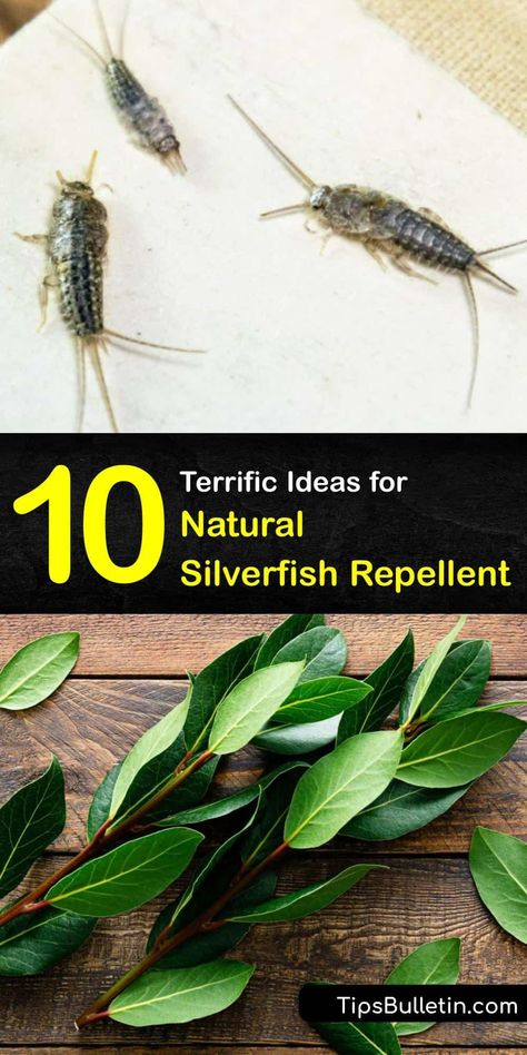 Silverfish control is easier than you think with our tips. Learn what attracts silverfish and how to repel silverfish naturally. We have in-depth tutorials with simple ingredients like essential oil and boric acid to help you stop silverfish from taking over. #repellent #silverfish #natural How To Get Rid Of Silverfish Home, How To Get Rid Of Silverfish Naturally, Silver Fish How To Get Rid Of, How To Get Rid Of Silverfish, Silver Fish Bug, Silverfish Repellent, Get Rid Of Silverfish, Recycle Furniture, Diy Citronella