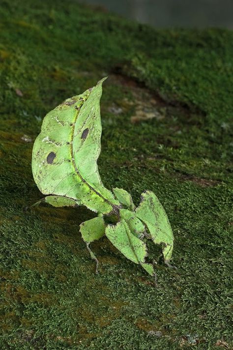 Leaf Insect, Cool Insects, Stick Insect, Types Of Insects, Cool Bugs, A Bug's Life, Beautiful Bugs, Incredible Creatures, Arthropods