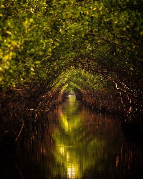 Hair Colour For Green Eyes, Tree Tunnel, Everglades National Park, Tunnel Vision, Deep Water, Grand Tour, A Thing, Green Eyes, Northern Lights