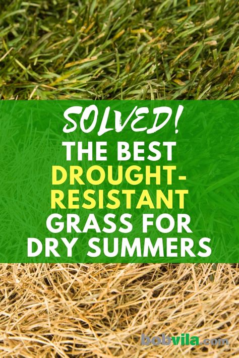 Solved! The Best Drought-Resistant Grass for Dry Summers Best Grass Seed Lawn, Best Grass For Shade, Zoysia Grass Seed, Drought Resistant Grass, Drought Tolerant Grass, Best Grass Seed, Grass Alternative, Zoysia Grass, Planting Grass