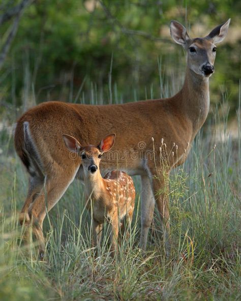 British Cat, Deer Photography, Deer Photos, Deer Pictures, Deer Family, Mule Deer, Manx, Whitetail Deer, Baby Deer