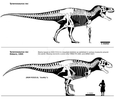 Trex Reference, Tyrannosaurus Rex Skeleton, Jurassic World Wallpaper, Dinosaur Sketch, Dinosaur Drawing, Dinosaur Illustration, Prehistoric World, Jurassic World Dinosaurs, Dinosaur Skeleton