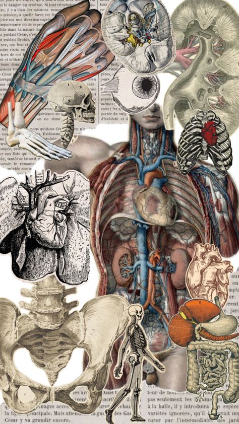 Wallpaper Anatomy, Vintage Medical Art, Medical Drawings, Body Functions, Forensic Anthropology, Nursing School Motivation, Medical Wallpaper, Mint Wallpaper, Biology Art