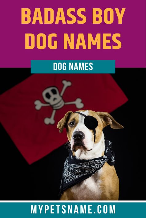 The most badass boy dog names are monikers which have a cool meaning behind them! If your pooch is always chilled out, then a cool name is the right kind of title for him. Our favorite moniker is ‘Dzuma’, meaning ‘King of God’, which is yours!  #boydognames #badassboydognames #dognames Best Dog Names Boys, Strong Dog Names Male, Cool Dog Names Boys, Unique Dog Names Boy, Good Boy Dog Names, Male Pet Names, Strong Dog Names, Boy Puppy Names