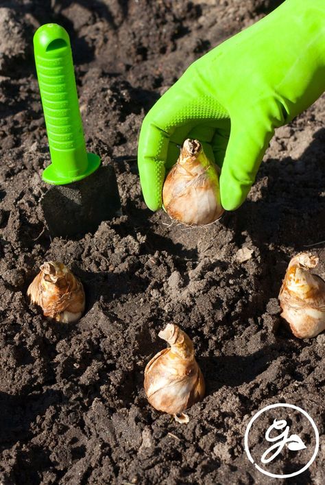 If you are considering adding bulb plants to your beds this year, you may want to review site preparation and bulb planting depth guidelines. Get the know how on planting bulbs including how deep to plant bulbs of different sizes. Planting Bulbs In Fall, Pruning Plants, Growing Seedlings, Plant Bulbs, Red Spider Lily, Canna Lily, Daffodil Bulbs, Spring Plants, How To Attract Birds