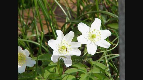 Athelas (Kingsfoil) Anemone Nemorosa, Lotr Tattoo, Body Mods, Middle Earth, Anemone, Color Inspiration, Habitat, Floral Rings, Tattoos