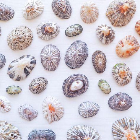 ༄ New blog: 𝗟𝗶𝗺𝗽𝗲𝘁 𝗦𝗵𝗲𝗹𝗹𝘀 || 𝖯𝖺𝗍𝖾𝗅𝗅𝖺 🐚 Did you know these shells are made of calcium carbonate, the same material that is found in pearls?🫧✨ 𝗟𝗶𝗺𝗽𝗲𝘁𝘀 are a type of marine gastropod mollusk that are commonly found along the coasts of Portugal. Their shells, in a variety of shapes and colors, are a testament to nature’s creativity. There are many species of these 𝗟𝗶𝗺𝗽𝗲𝘁 𝗦𝗵𝗲𝗹𝗹𝘀 but the most common species found in Portugal are the 𝙈𝙚𝙙𝙞𝙩𝙚𝙧𝙧𝙖𝙣𝙚𝙖𝙣 𝙇𝙞𝙢𝙥𝙚𝙩 (Patella caerulea) and the 𝘾𝙤𝙢𝙢𝙤𝙣 𝙇𝙞𝙢𝙥𝙚𝙩 L... Shell Painting, Limpet Shell, Seashell Painting, Painted Shells, Calcium Carbonate, The Mediterranean, The Common, Sea Shell, Sea Shells