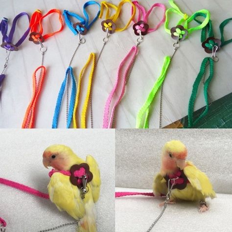 Diy Bird Toys, Pet Parrot, Colorful Parrots, Parrot Toys, Bird Supplies, Parrot Bird, Colorful Bird, Pet Harness, Bird Toys