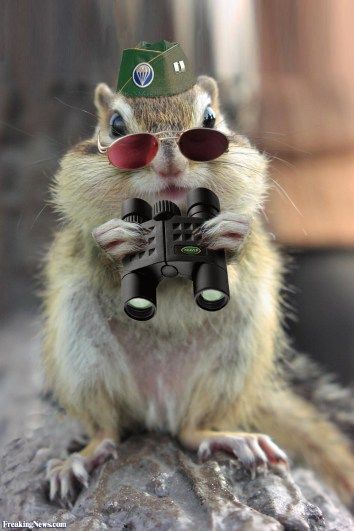 Funny Squirrel Pictures, Secret Squirrel, Squirrel Pictures, Squirrel Funny, Cute Squirrel, Funny Animal Pictures, Chipmunks, Cute Funny Animals, Animals Friends