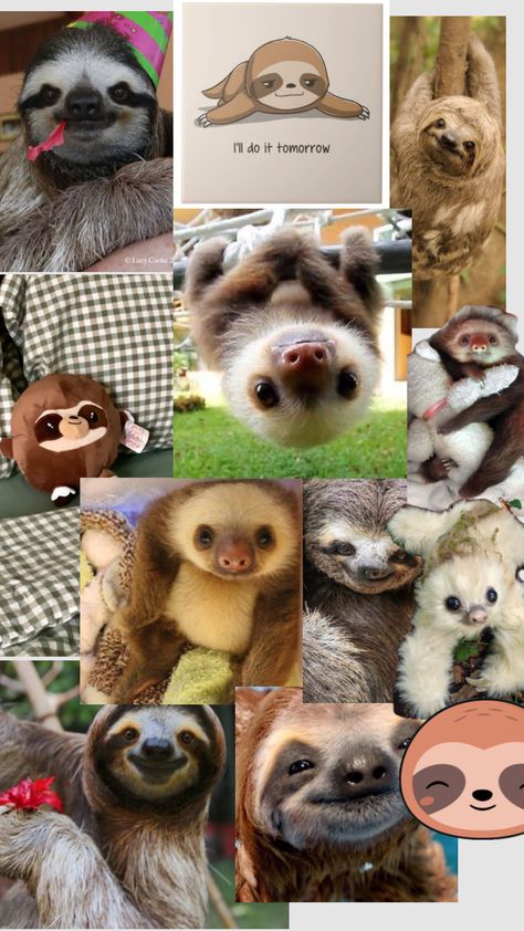 KEKELS SLOTH PIC Cute Sloth, Weird Animals, Create Collage, Creative Play, Sloth, Funny Animals, Phone Wallpaper, Cute Animals, Wallpapers