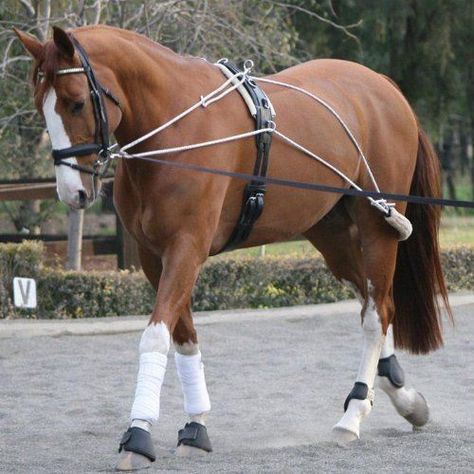 Horse Lunging, Horse Jumping Exercises, Pony Riding, Dressage Training, Horse Exercises, Horse Riding Tips, Round Pen, Horse Training Tips, Pony Rides